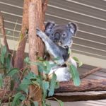 世界一のコアラ保護区ローンパイン・コアラ・サンクチュアリに行く人必見！オーストラリアのブリスベンからの行き方など全て解説！