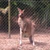 オーストラリア動物園にはもう行った？行き方、料金、営業時間、観光地としての私の評価。